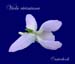 Viola riviniana Rchb 7