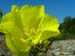 Oenothera glazioviana Micheli  110915-21 copia