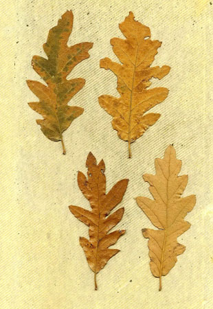 Quercus cerris 194