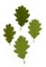 Quercus pubescens 138