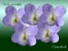 Viola mirabilis L.3