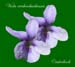Viola reichenbachiana Jord. ex Boreau 6